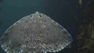 Thornback Ray  Male Raja Clavata Swimming Towards The Surface [upl. by Eberto]