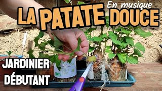 La PATATE DOUCE au jardin en MARS [upl. by Absa]