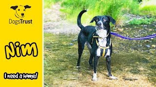 Nim is a Super Lovely Playful Clever Crossbreed Looking For a Home  Dogs Trust Ilfracombe [upl. by Annyahs]