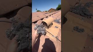 Dryer vent full of lint and money oddlysatisfying dryerventcleaning unclogging cleantok [upl. by Odlanyer494]