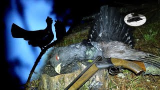 Hunting Capercaillie in the spring in Bulgaria Fantastic mating time [upl. by Bela]