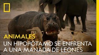 Un hipopótamo se enfrenta a una manada de leones  NATIONAL GEOGRAPHIC ESPAÑA [upl. by Tnecniv794]