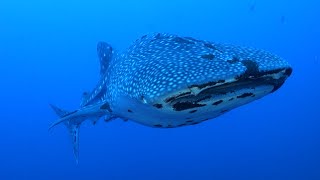 Best of diving Philippines  Tubbataha reef HD [upl. by Leia819]