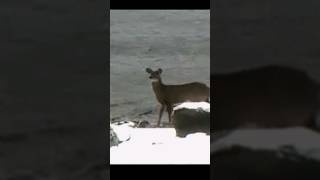 DEER SAVES A MANS LIFE [upl. by Sibley248]