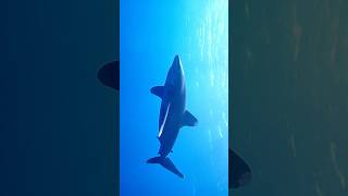 Žralok dlouhoploutvý Longimanus Oceanic Whitetip Sha Elphinstone Reef Red Sea Egypt 🇪🇬 [upl. by Reyam]