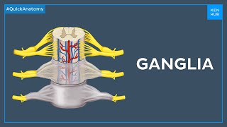 Types of ganglia  Quick Anatomy  Kenhub [upl. by Tressia]