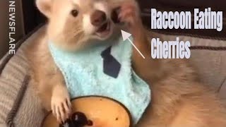 Raccoon Eating Cherries  UNILAD [upl. by Adivad226]