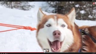 Awesome Talking Huskies Compilation [upl. by Eibber]