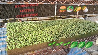 Hydroponics lettuce cultivation 🌱 🥬 [upl. by Ibbed]