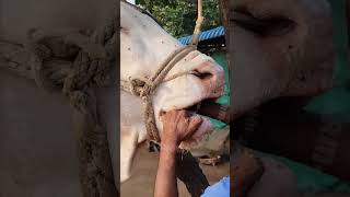 Wah ustad ji wah rooftop farming pets vet animals love earn farm [upl. by Kirima]