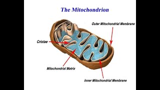 Mitochondrial Genome PPT [upl. by Aciras]