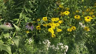 Native Plants for Midsummer Color [upl. by Peta]