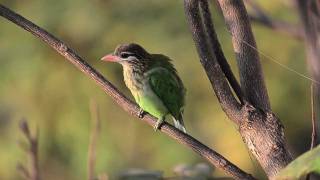 Whitecheeked Barbet [upl. by Sherman983]