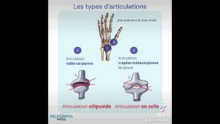 Les articulations  anatomie [upl. by Okoyk]