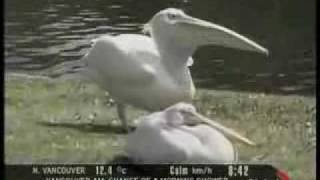 Pelican Eats a Live Pigeon [upl. by Ardnuat937]