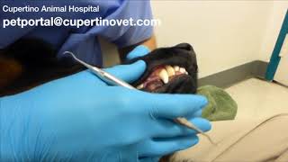 Anesthesia Free Dental Cleaning on Dog [upl. by Newton]