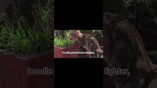 The TwoLegged Cat with a TRex Strutcatlover unique strongcat cutecat catvideos [upl. by Nodnerb]