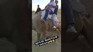 Camel 🐪 camel comedy officialashokchoudhary0001 rajasthanicultureagriculture rajasthanifarmer [upl. by Bascomb]