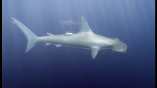 Requins Sous Haute Surveillance  Documentaire animalier [upl. by Akieluz803]