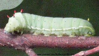 How Caterpillars Crawl  Extreme Close Up [upl. by Laurene]