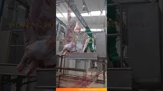 Incredible Cattle Split Band Saw How Operation For Slaughterhouse Equipment [upl. by Wolfram241]