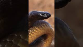 The Inland Taipan Unveiling the Worlds Deadliest Snake and Its Remarkable Adaptations 🐍😲 [upl. by Isaiah902]