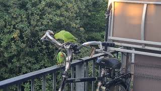 Roodband Parkieten willen mijn fiets slopen TUIG van de richel 555 [upl. by Anairt]