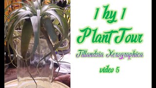 1 by 1 Plant TourTillandsia Xerographica [upl. by Eliot]