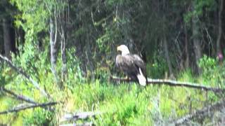 Wildlife Viewing Rafting Trip Fairbanks Alaska [upl. by Faxen380]