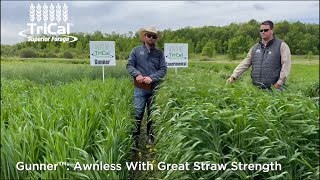 TriCal Gunner™ triticale is a good choice for the Upper Midwest for spring planting [upl. by Ainirtak]