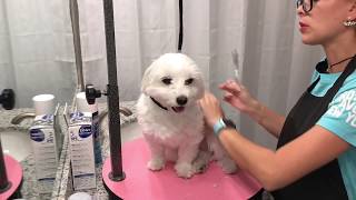 Maltese Mini Grooming at home for beginners [upl. by Eneleahs]