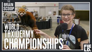 I waited 4 years for this the World Taxidermy Championships [upl. by Lail267]