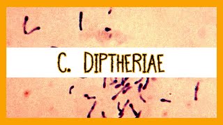 Corynebacterium Diptheriae [upl. by Rheinlander]