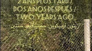 Olive Arbequina 2 ans plus tard  Dos años después  two years ago زيتون أربيكوين حصيلة بعد سنتين [upl. by Lledyl373]