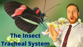 AS Biology  Gas exchange in insects OCR A Chapter 74 [upl. by Ahsatsan]