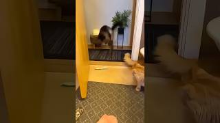 Humans are so bad at scaring cats [upl. by Oab]