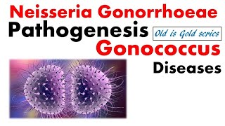 Neisseria gonorrhoeae Microbiology  pathogenesis infection Lab diagnosis treatment [upl. by Adiana]