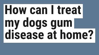 How can I treat my dogs gum disease at home [upl. by Ataynek]