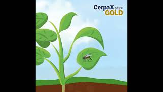 INSECTICIDA AGRÍCOLA CERPAX GOLD  SICSAC [upl. by Aivull117]