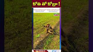 కోతి తో కోబ్రా  vstnewsz snake snakevsmonkey viralvideo funny snake viralshortvideos [upl. by Behm772]