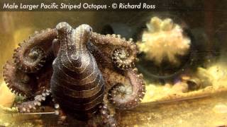 Larger Pacific Striped Octopus display while female watches [upl. by Kataway513]