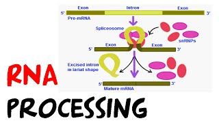 RNA processing [upl. by Plante]