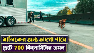 🐕 কুকুরের ৭০০ কিলোমিটার দুঃসাহসিক যাত্রা 😱😱  A Dogs Way Home Movie Explained in Bangla  Cinemon [upl. by Airehtfele]