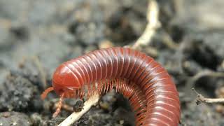 Luwing Kaki seribu Millipede [upl. by Jaclyn832]