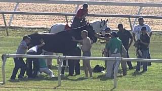 Tampa Bay Downs Horse in Pond 2 Front Angle [upl. by Maryly]