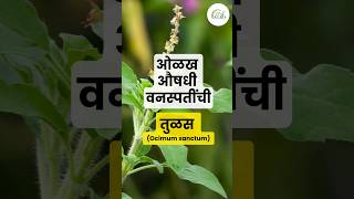 तुळस  Ocimum sanctum  औषधी वनस्पती  Medicinal plants [upl. by Refinej940]