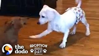 This Puppy Mill Dog Is Finally About To Get A Family  The Dodo Adoption Day [upl. by Checani]