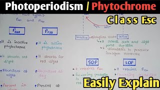 Photoperiodism  SDP  LDP  Phytochrome  Class 12 In Urdu amp Hindi [upl. by Bergstein]