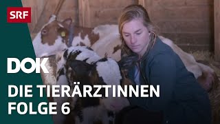 Junge Tierärztinnen und ihr Knochenjob – Erste Schritte im Berufsleben  Folge 6  Doku  SRF Dok [upl. by Nylannej862]