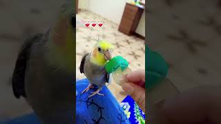 Cocktail bird singing song  Cocktails Love  Daily Video cocktail foryou foryoupage [upl. by Ecirtak]